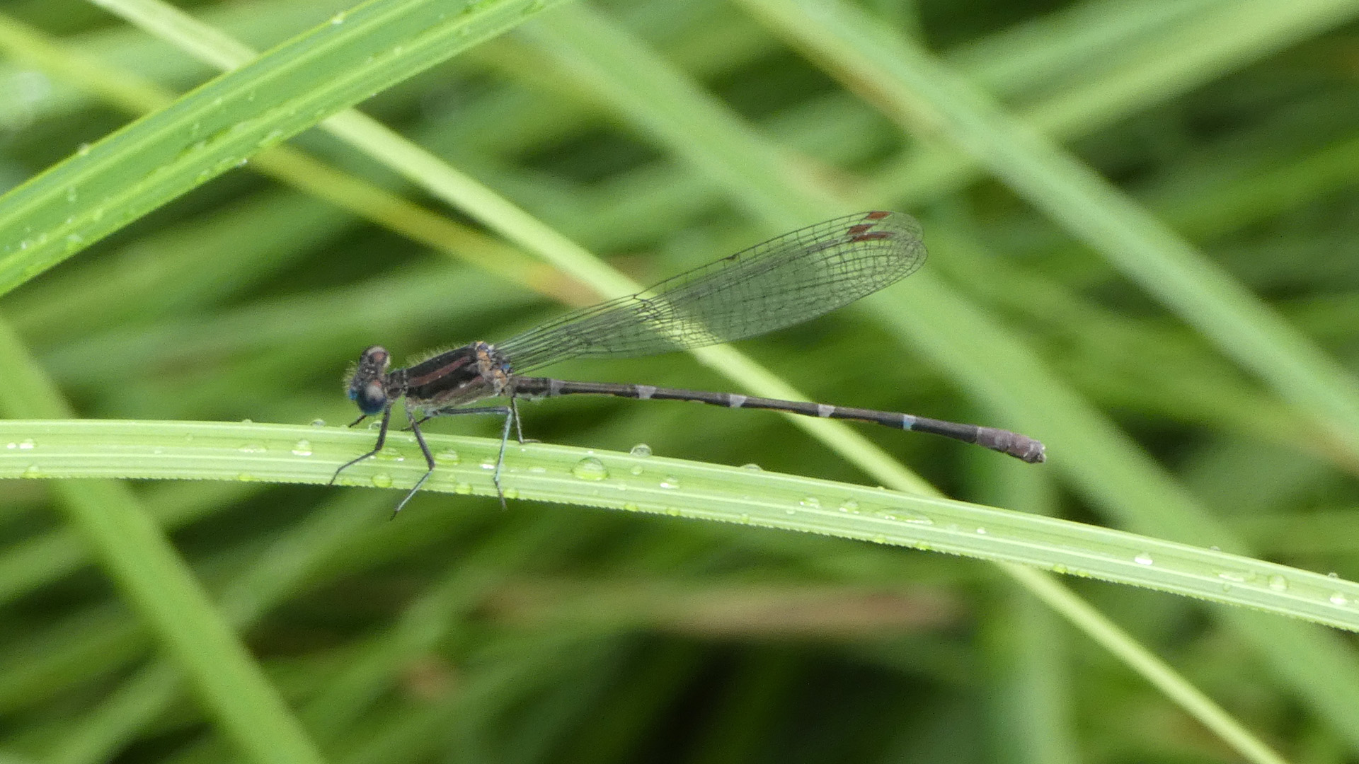 Male, Rio Grande Bosque, Albuquerque, June 2020