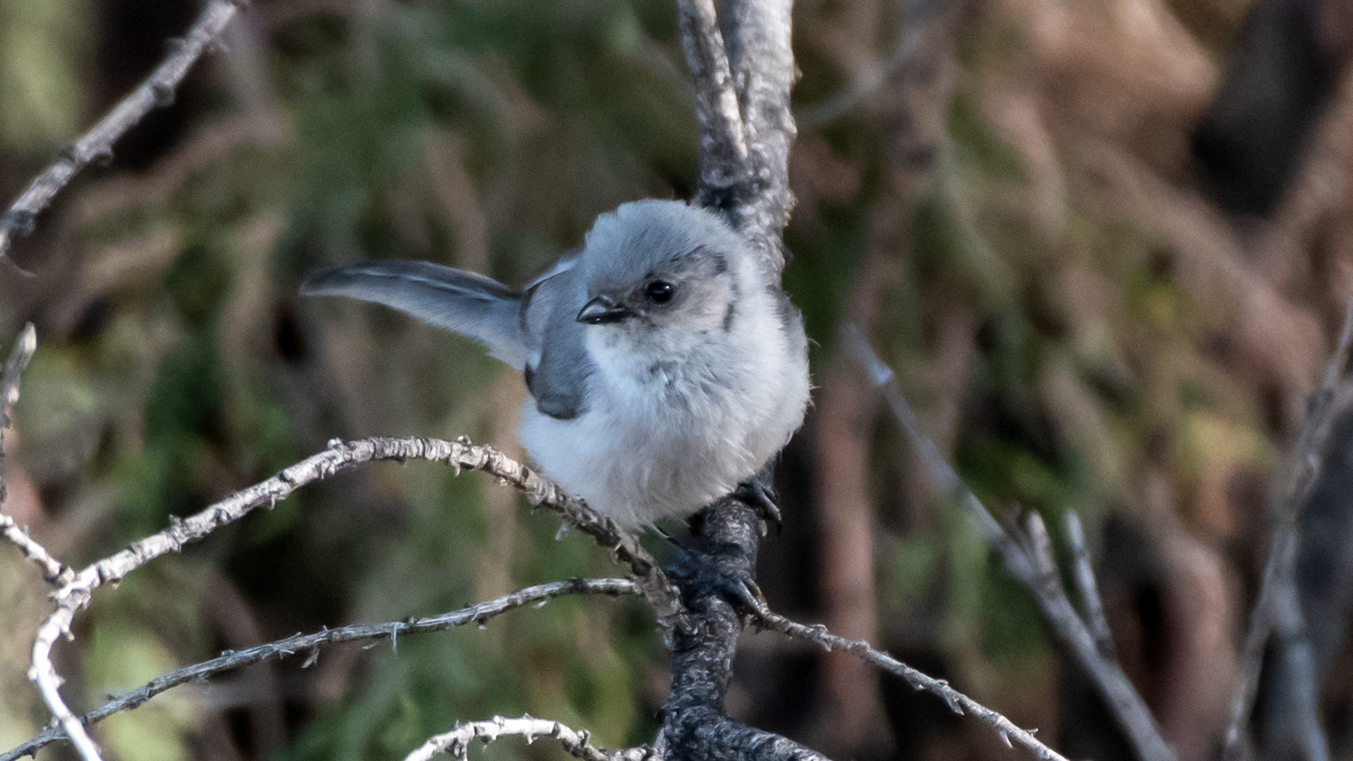 Male/juvenile, Acoma Rest Area, September 2024