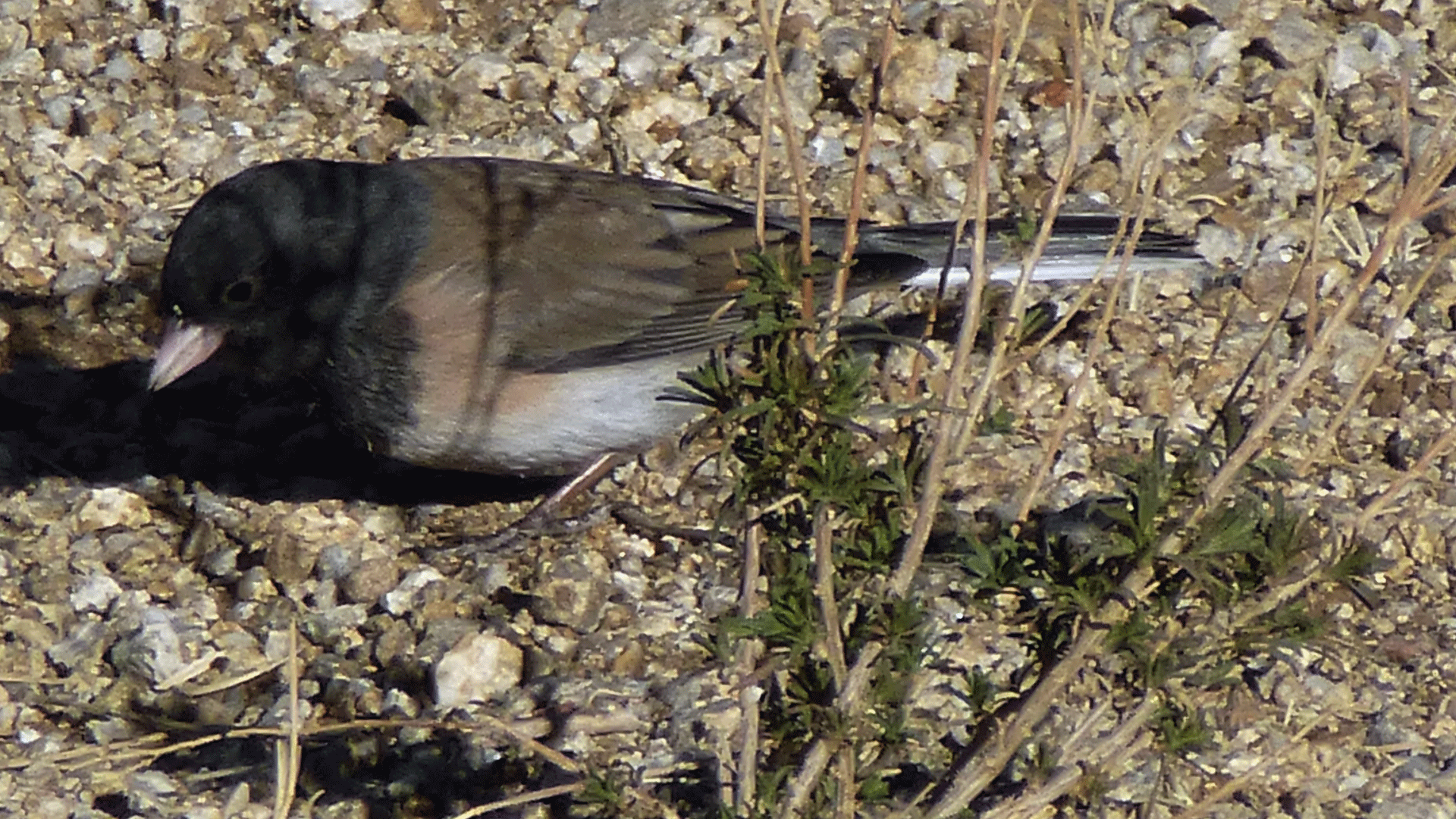 Male, Sandia Mountain west foothills, January 2018