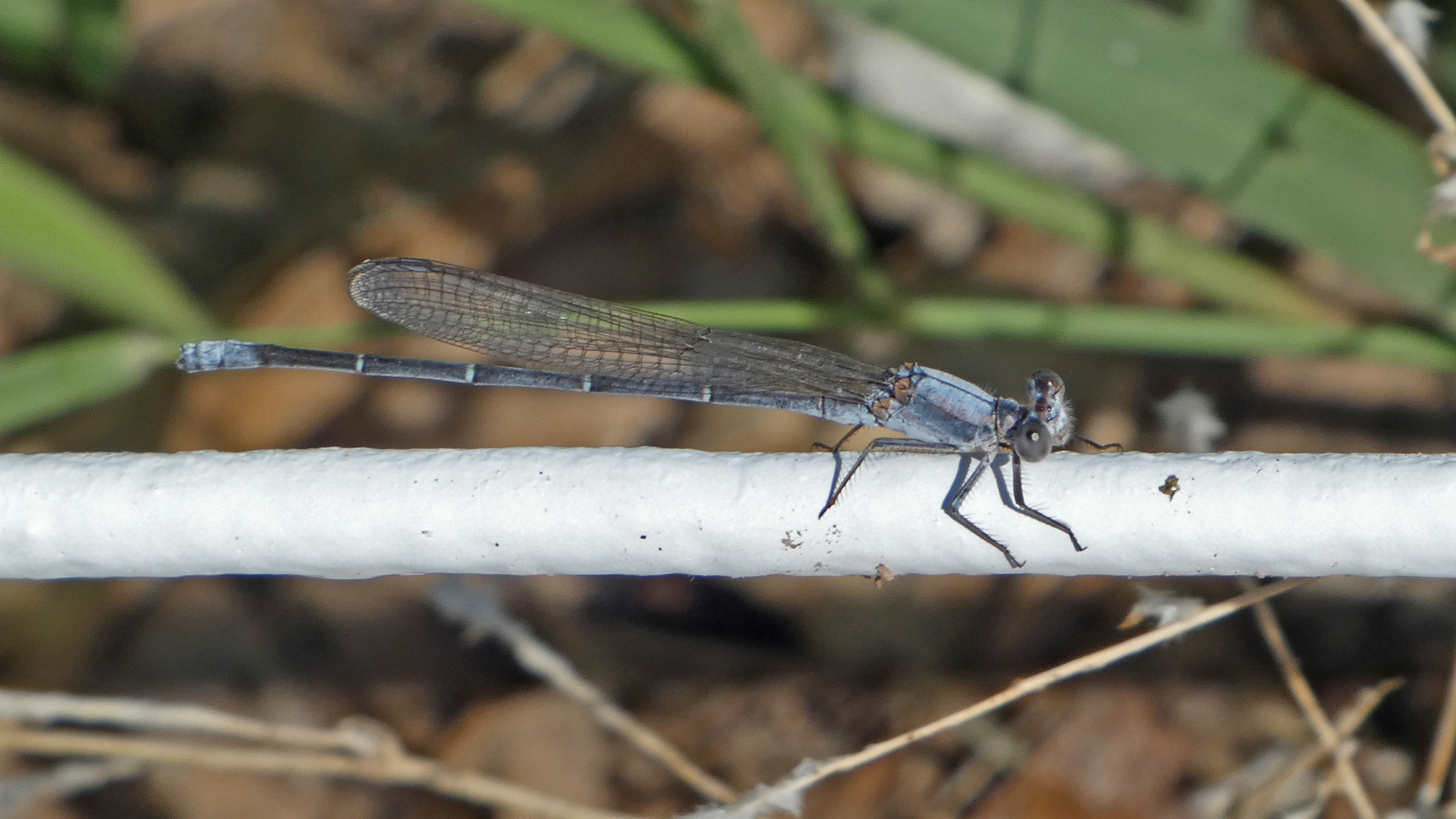 Male, Albuquerque, July 2021
