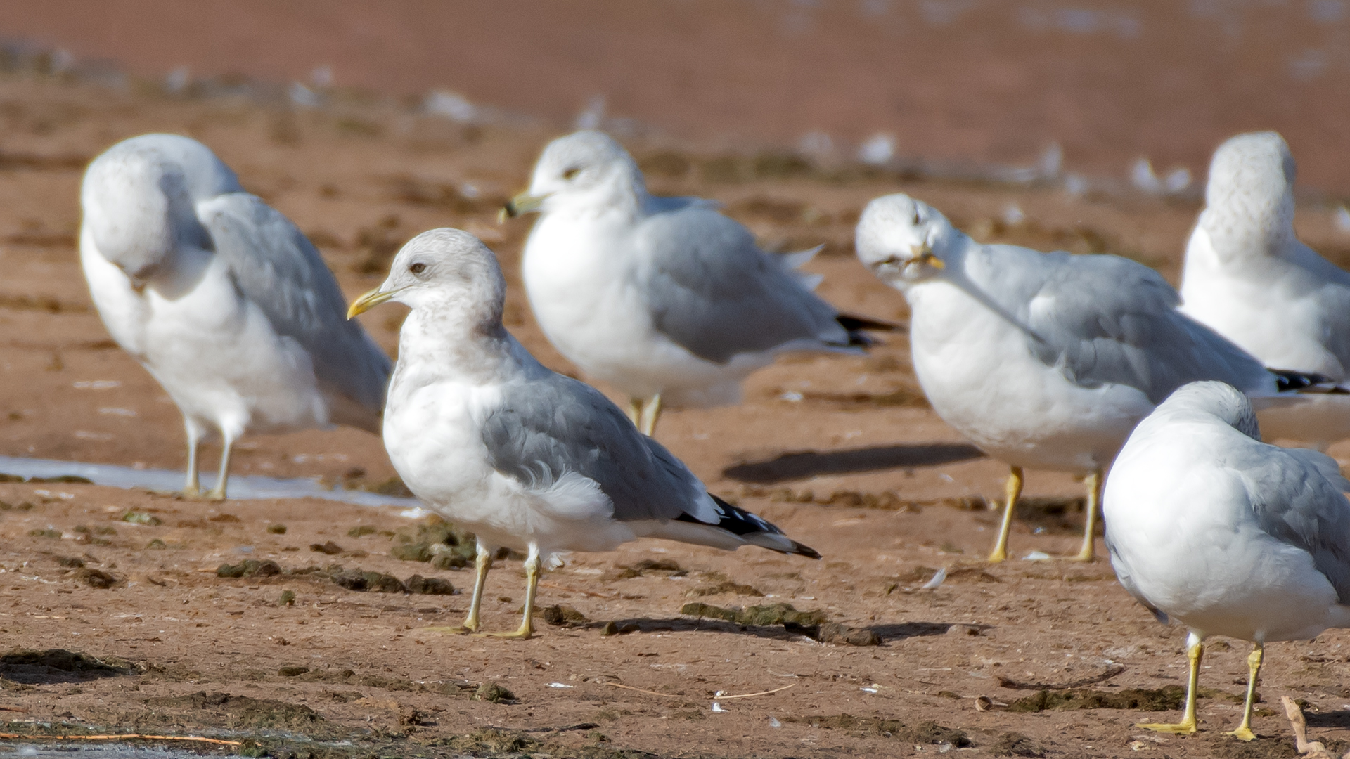 L. brachyrhynchus and RGBUs, Albuquerque, January 2026