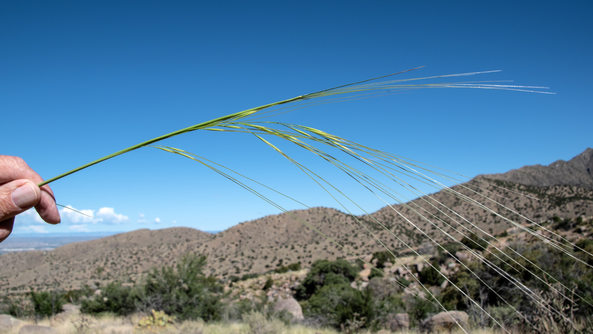 Sandia Mountains west foothills, May 2023