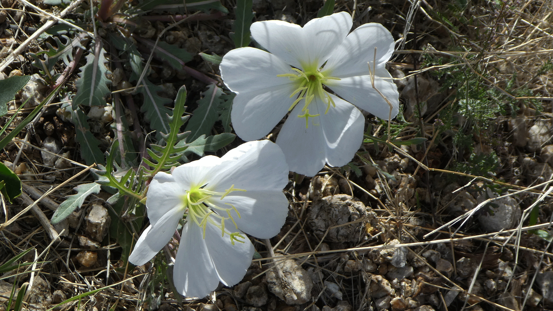 Sandia Mountains west foothills, April 2019