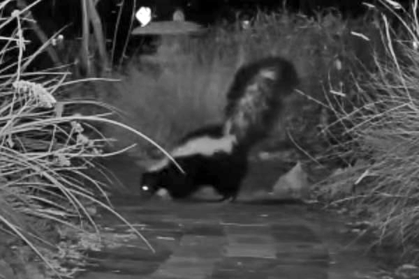 Striped skunk, Mephitis mephitis, trail cam
