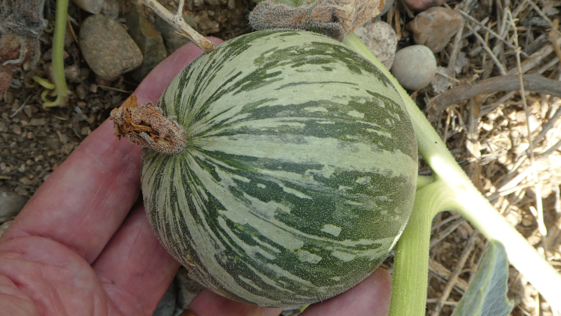 New gourd, Albuquerque, June 2020