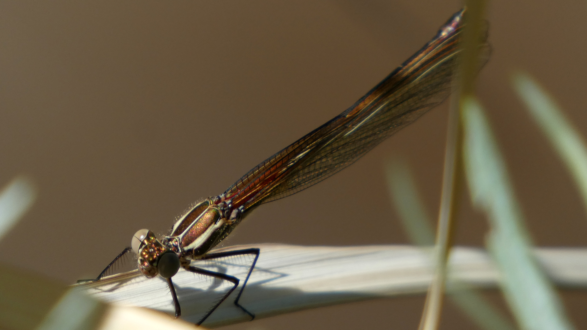 Female, Rio Grande Bosque, Albuquerque, June 2021