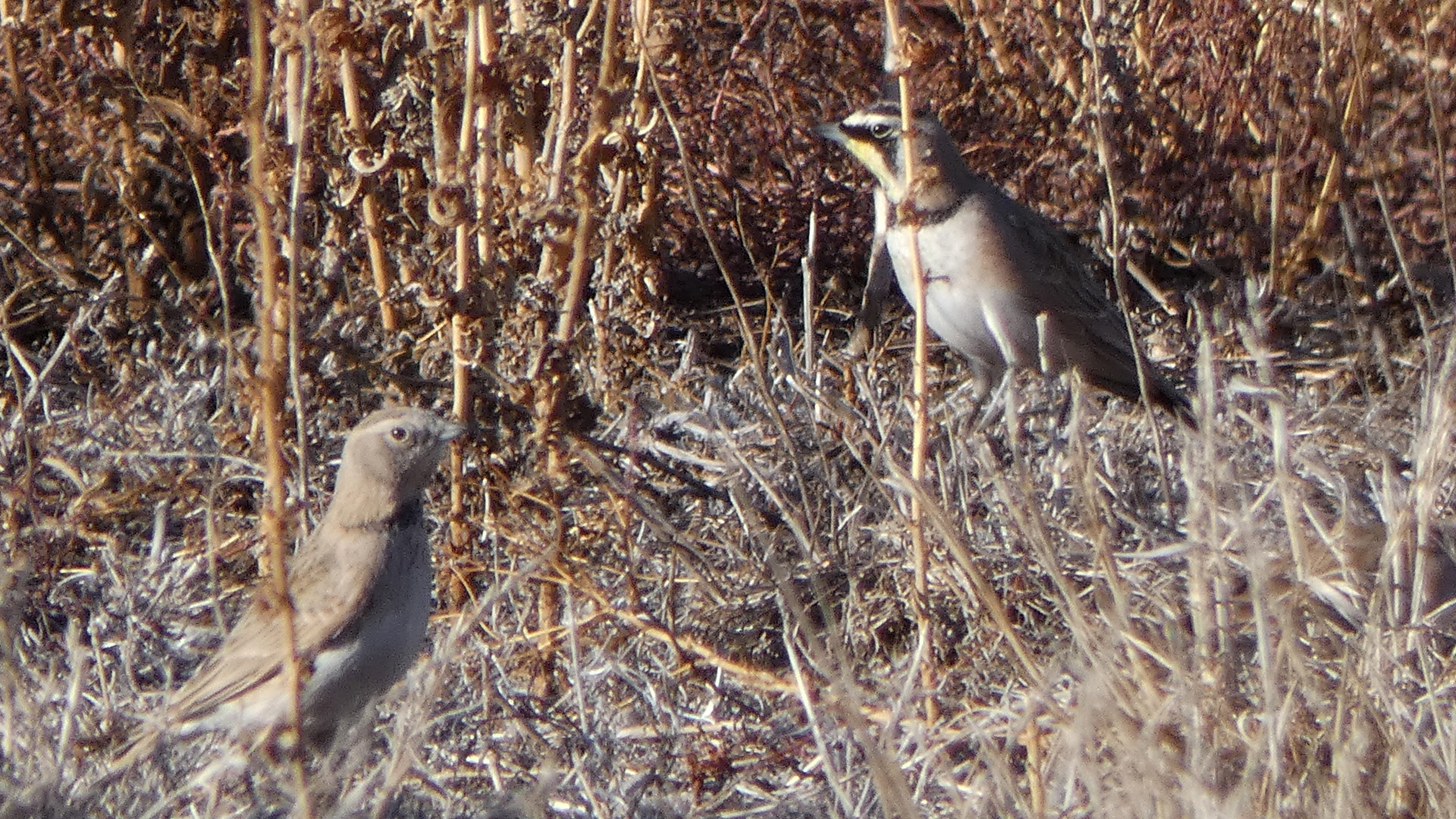 Female and male, Valle de Oro NWR, December 2020