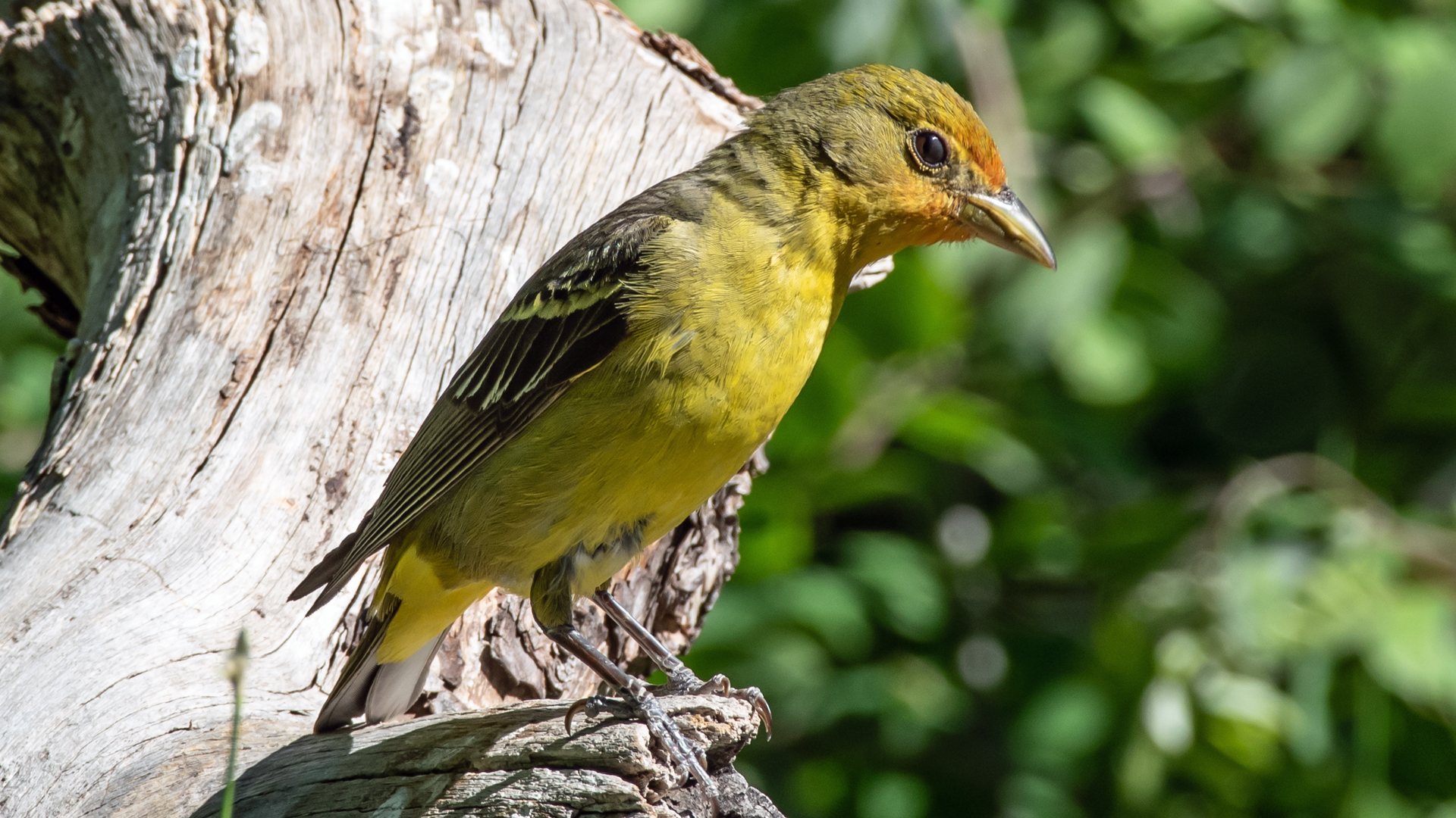 Female, Sandia Mountains, June 2023