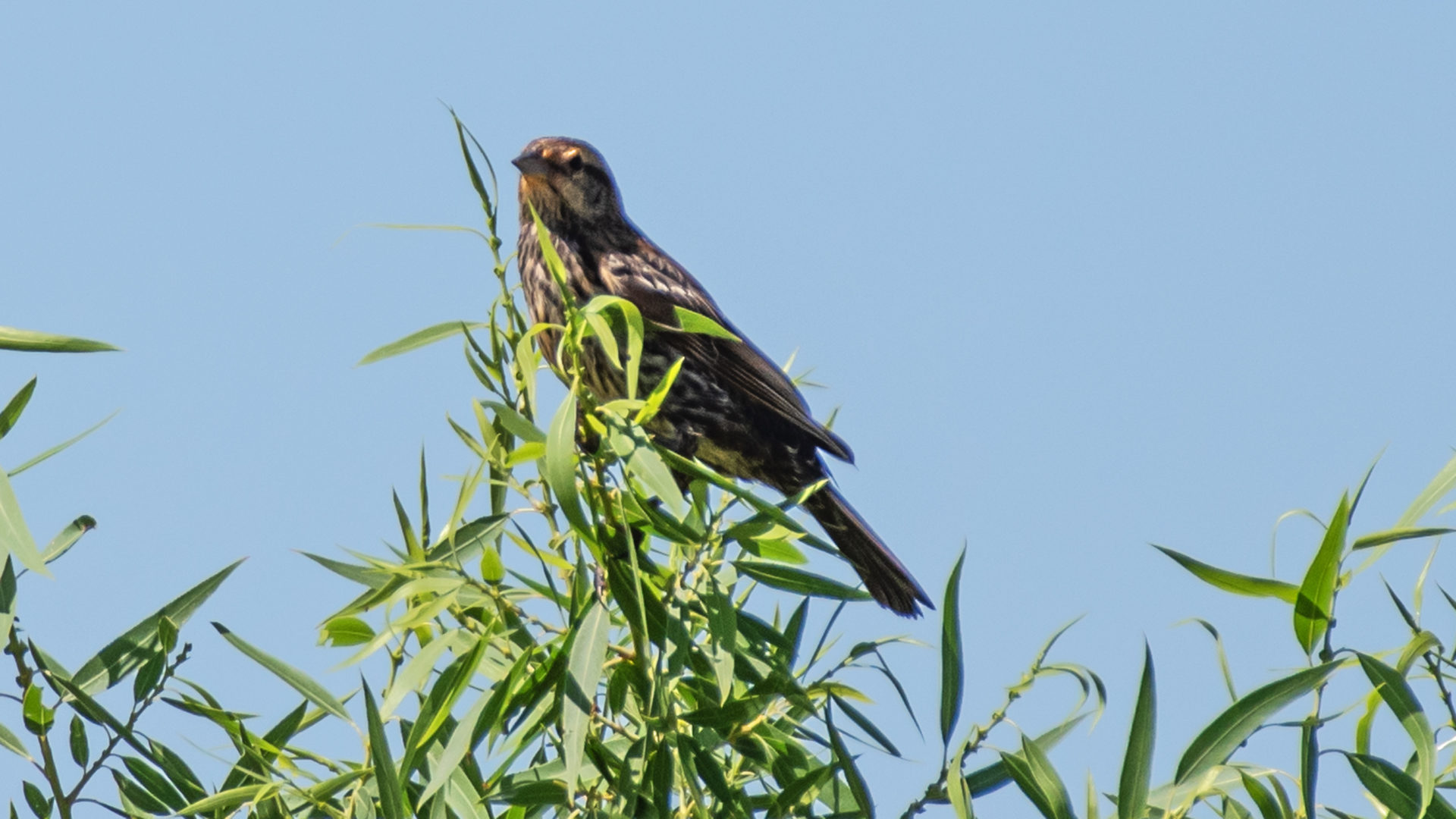 Female, Valle de Oro NWR, August 2024