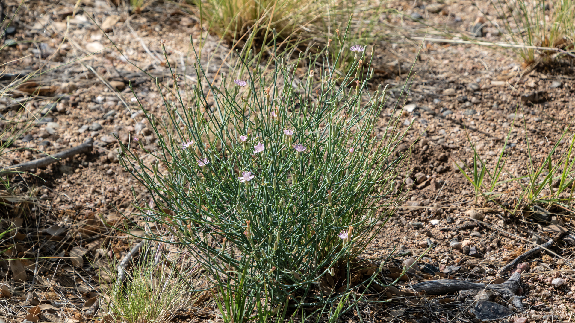 Sandia Mountains west foothills, June 2023