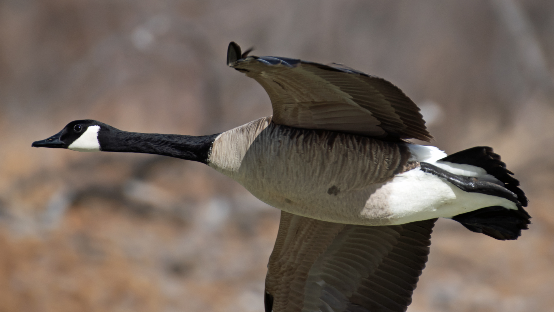 In flight, Rio Grande Bosque, Albuquerque, February 2024