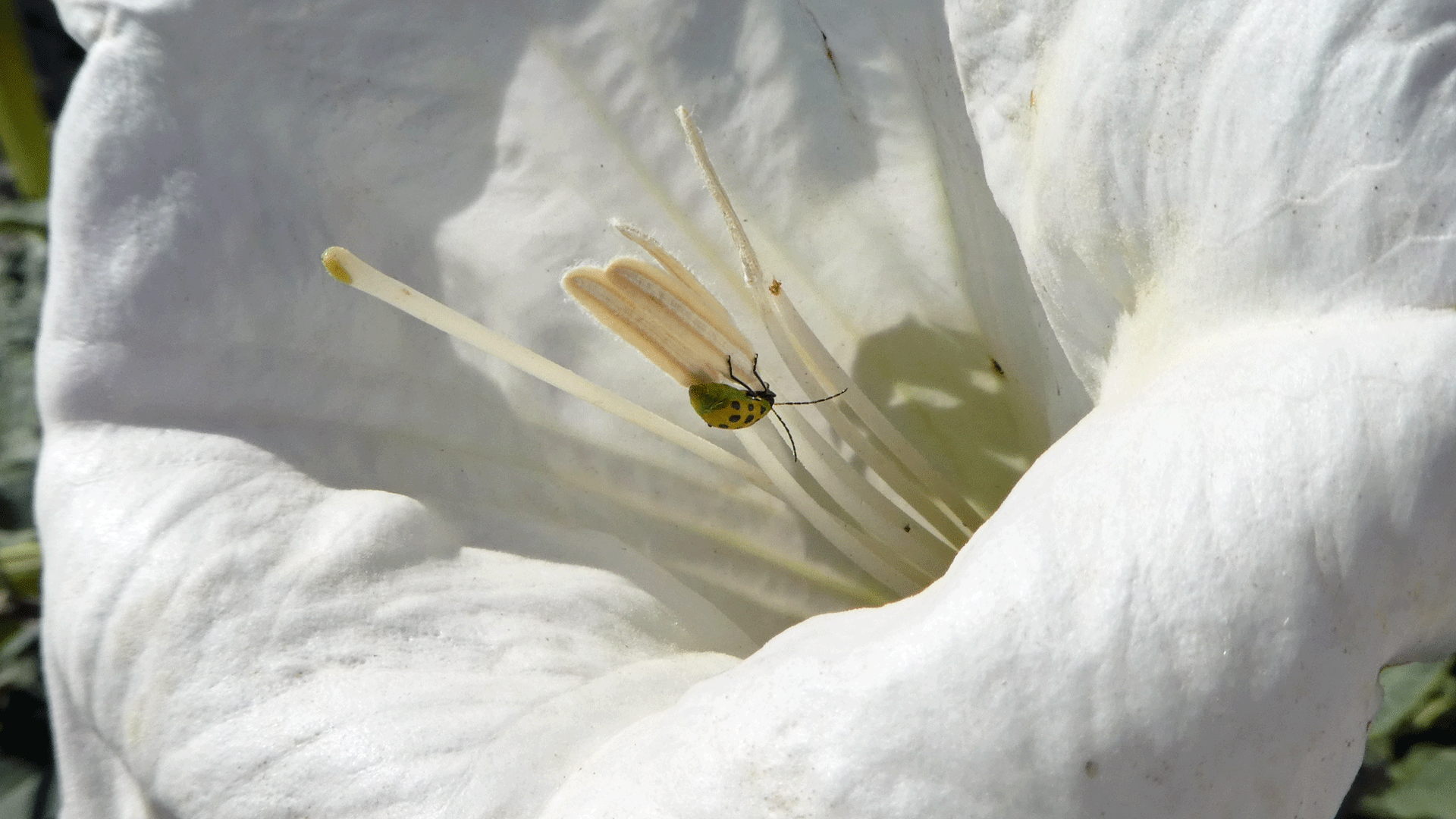 On Datura, Albuquerque, June 2020