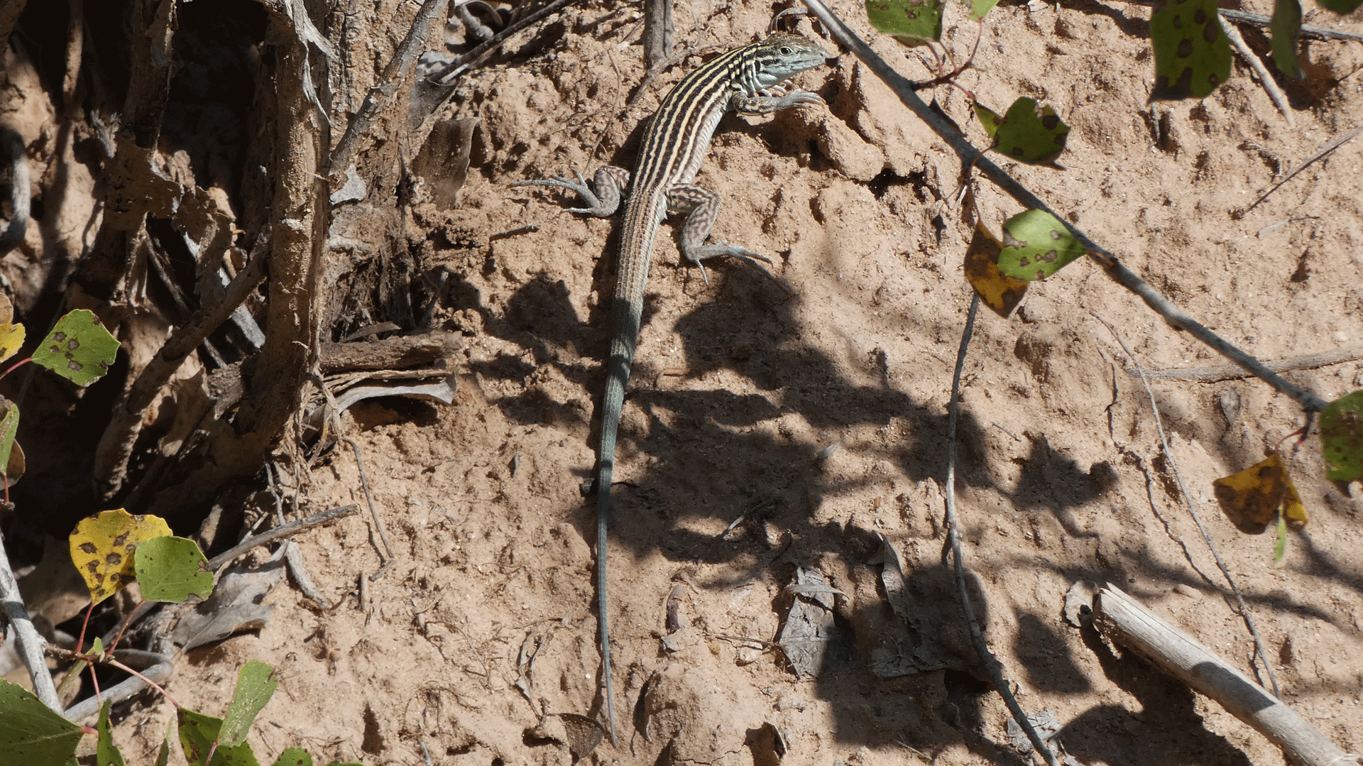 Rio Grande Bosque, Albuquerque, August 2020