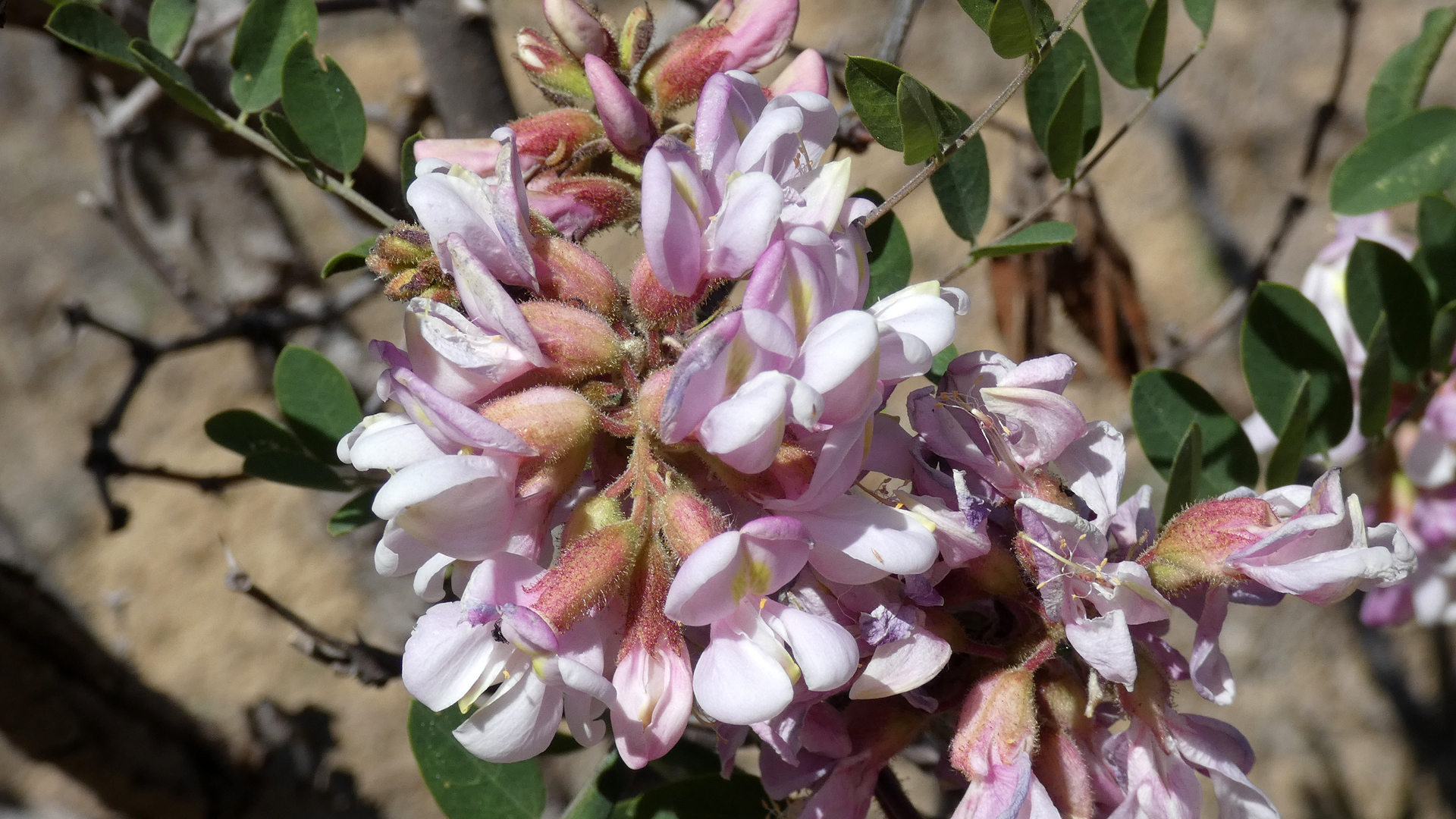 Manzanita Mountains, May 2022