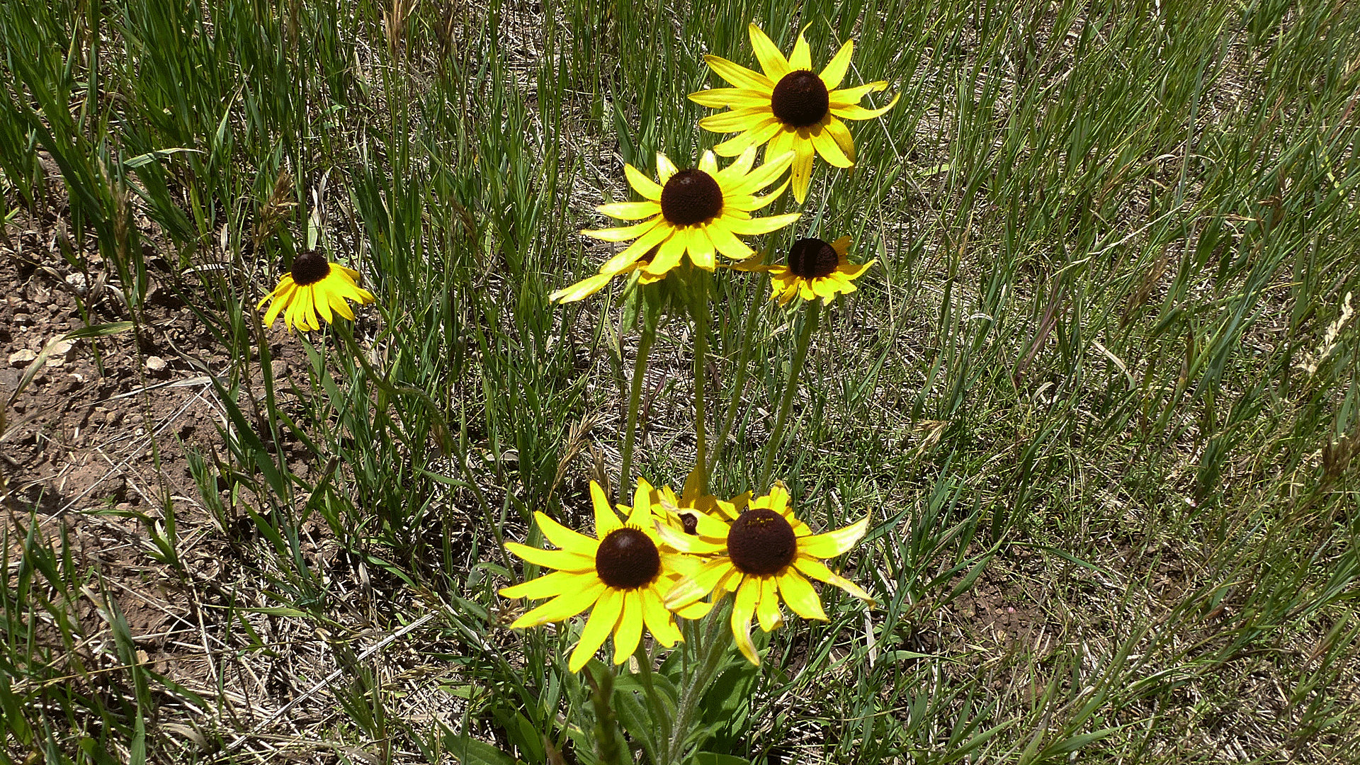 Valles Caldera National Preserve, August 2017