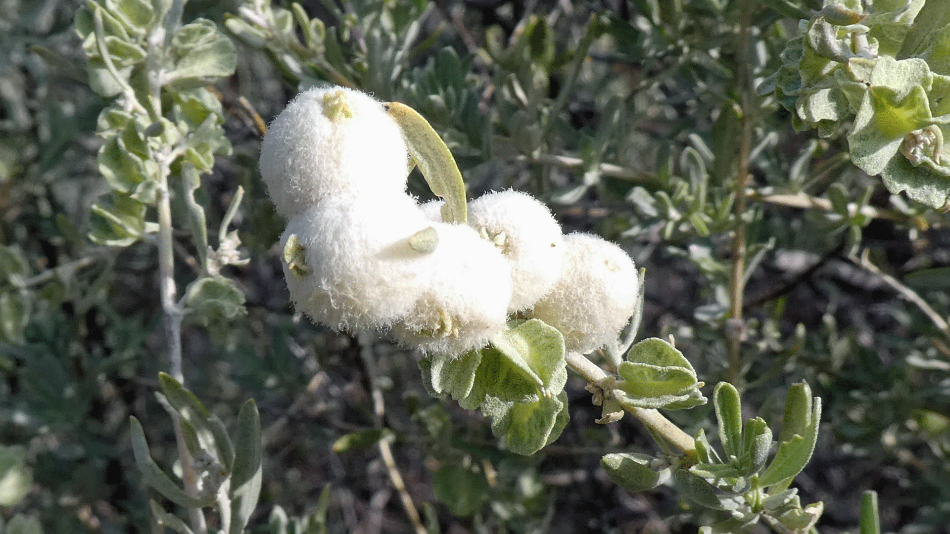 On four-wing saltbush, Sandia Mountains, September 2020