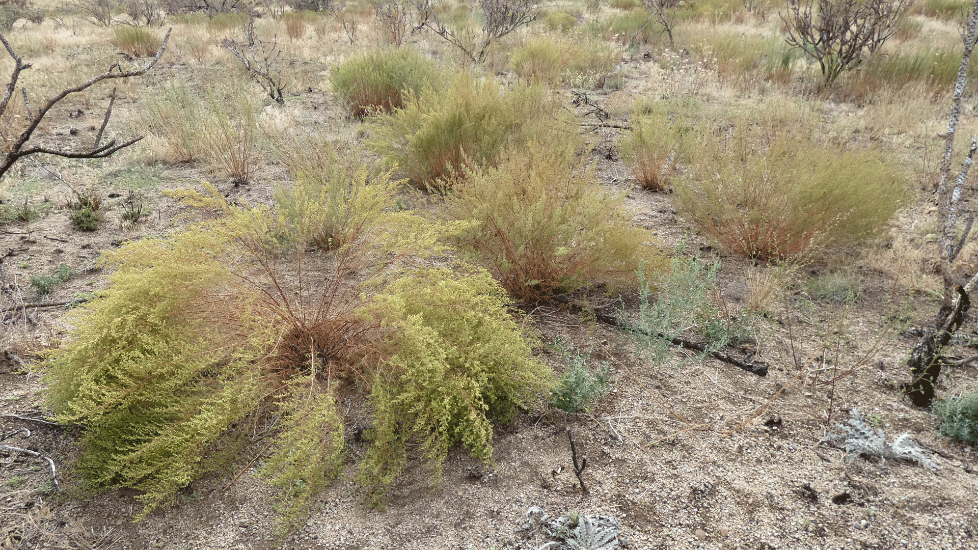 Sandia Mountains west foothills, August 2020