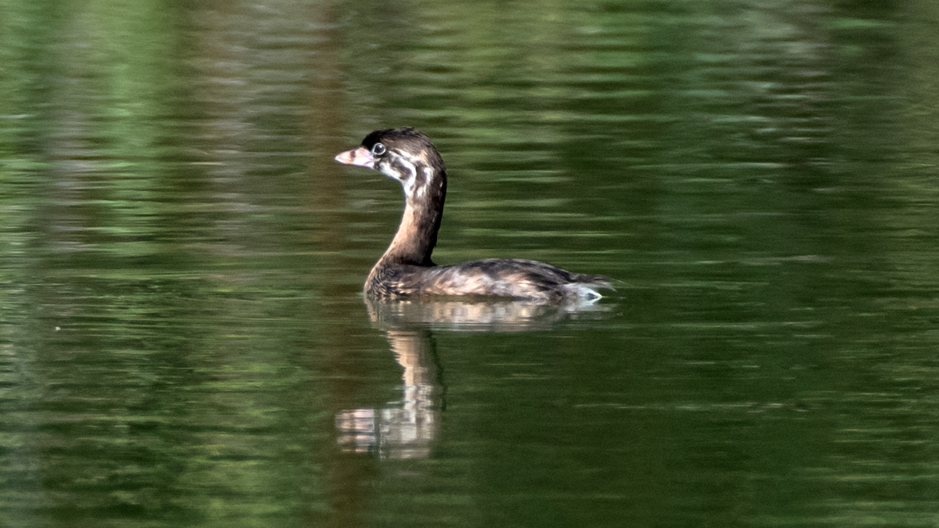 Juvenile, Rio Grande Bosque, Albuquerque, August 2024