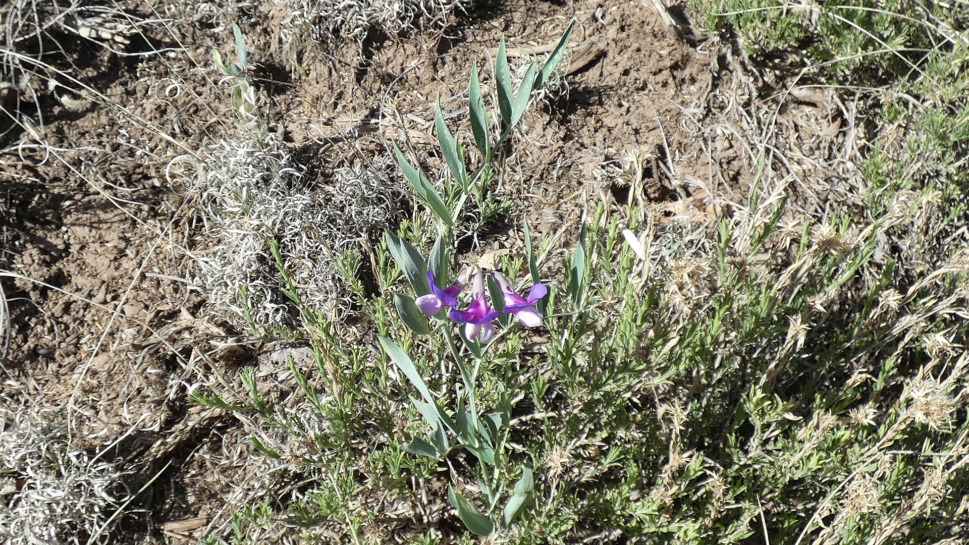 Manzanita Mountains, May 2022