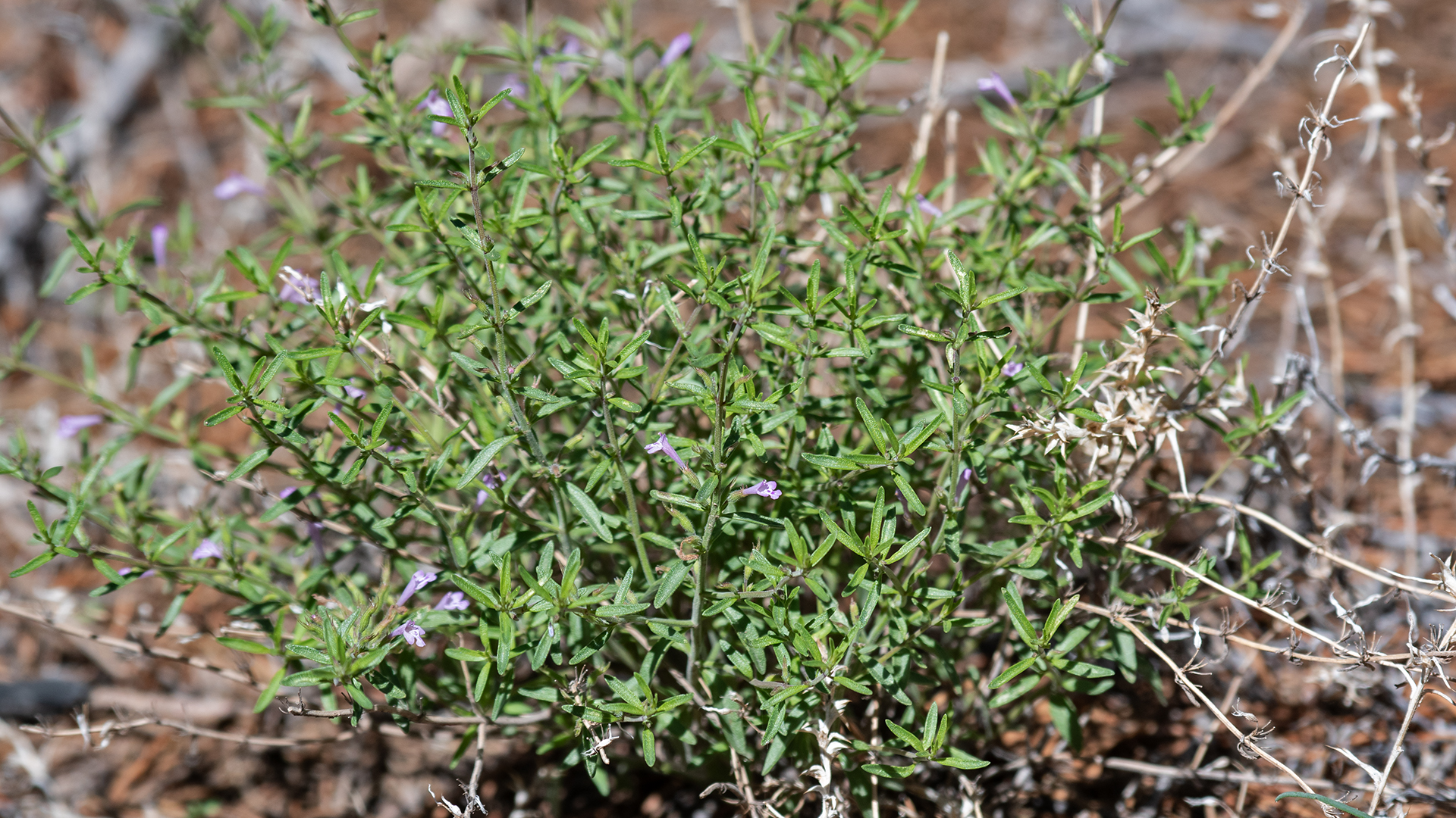 Manzanita Mountains, July 2025