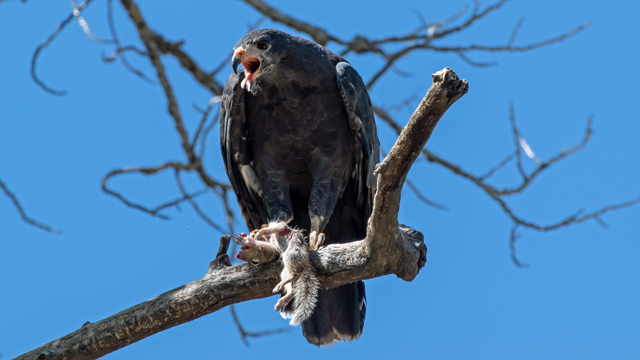 Common black hawk and rock squirrel, Rio Grande Bosque, Albuquerque, August 2023