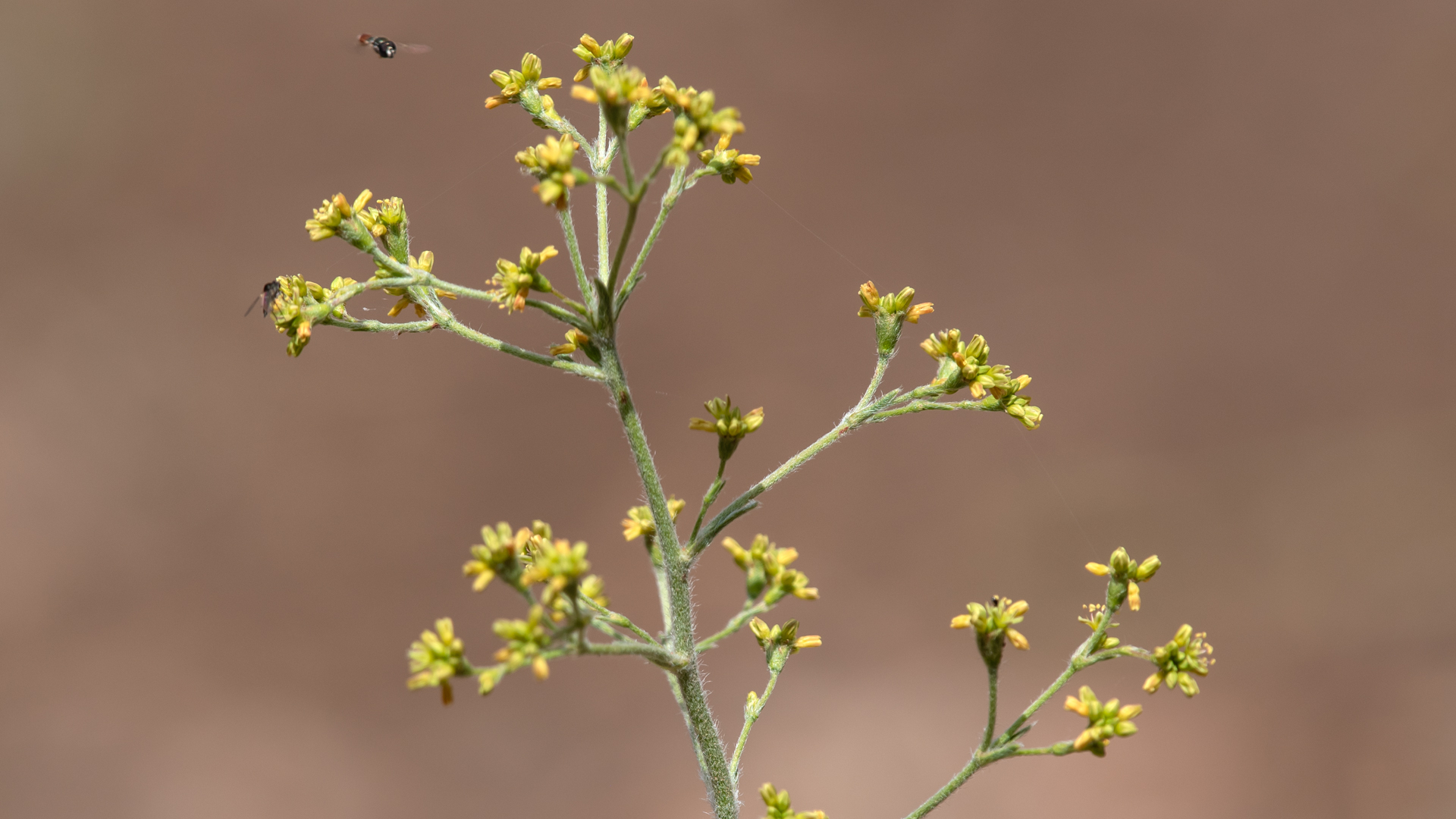 Sabino Canyon Open Space, June 2023