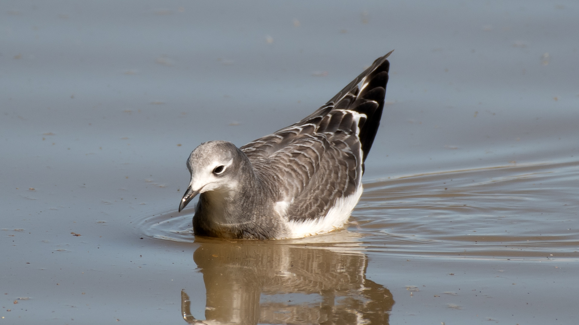 Juvenile, Bosque del Apache, September 2025