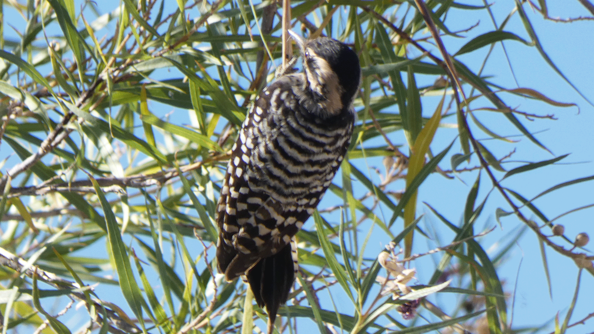 Female, Albuquerque, October 2020