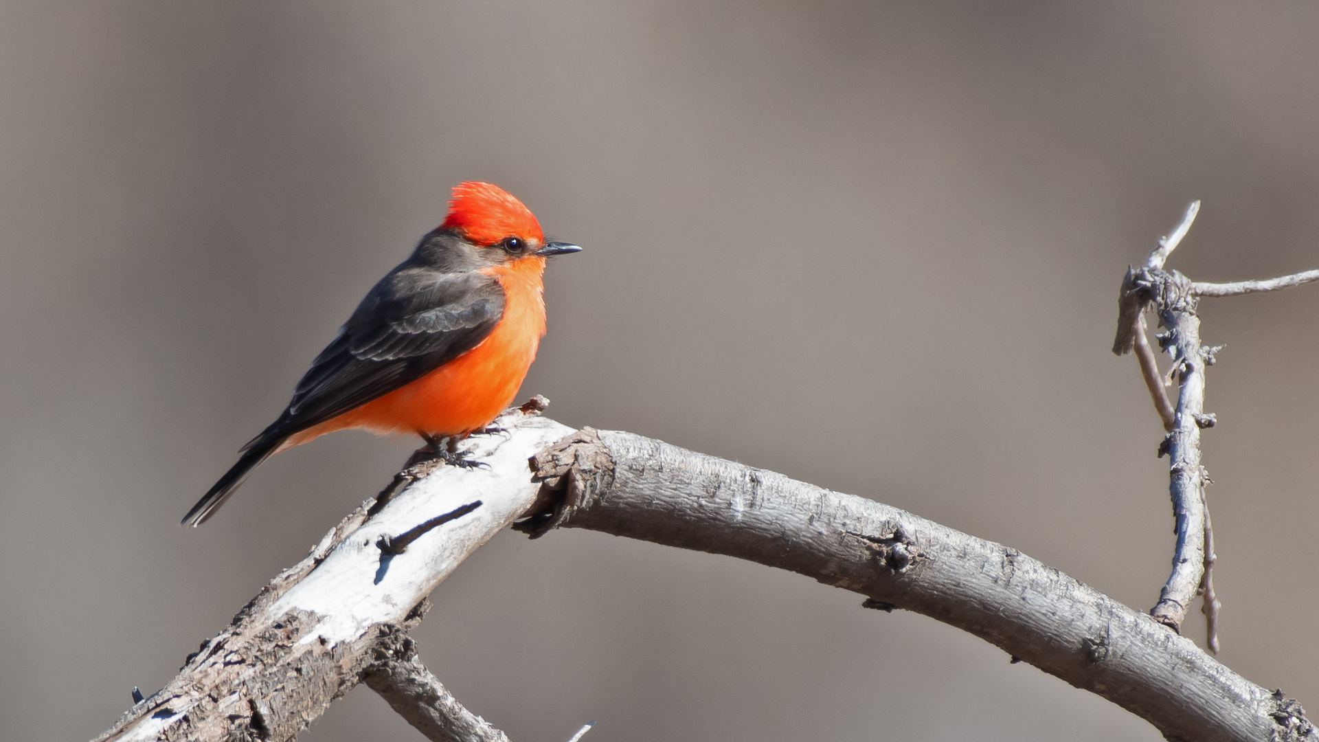 Male, South Valley, Albuquerque, January 2026