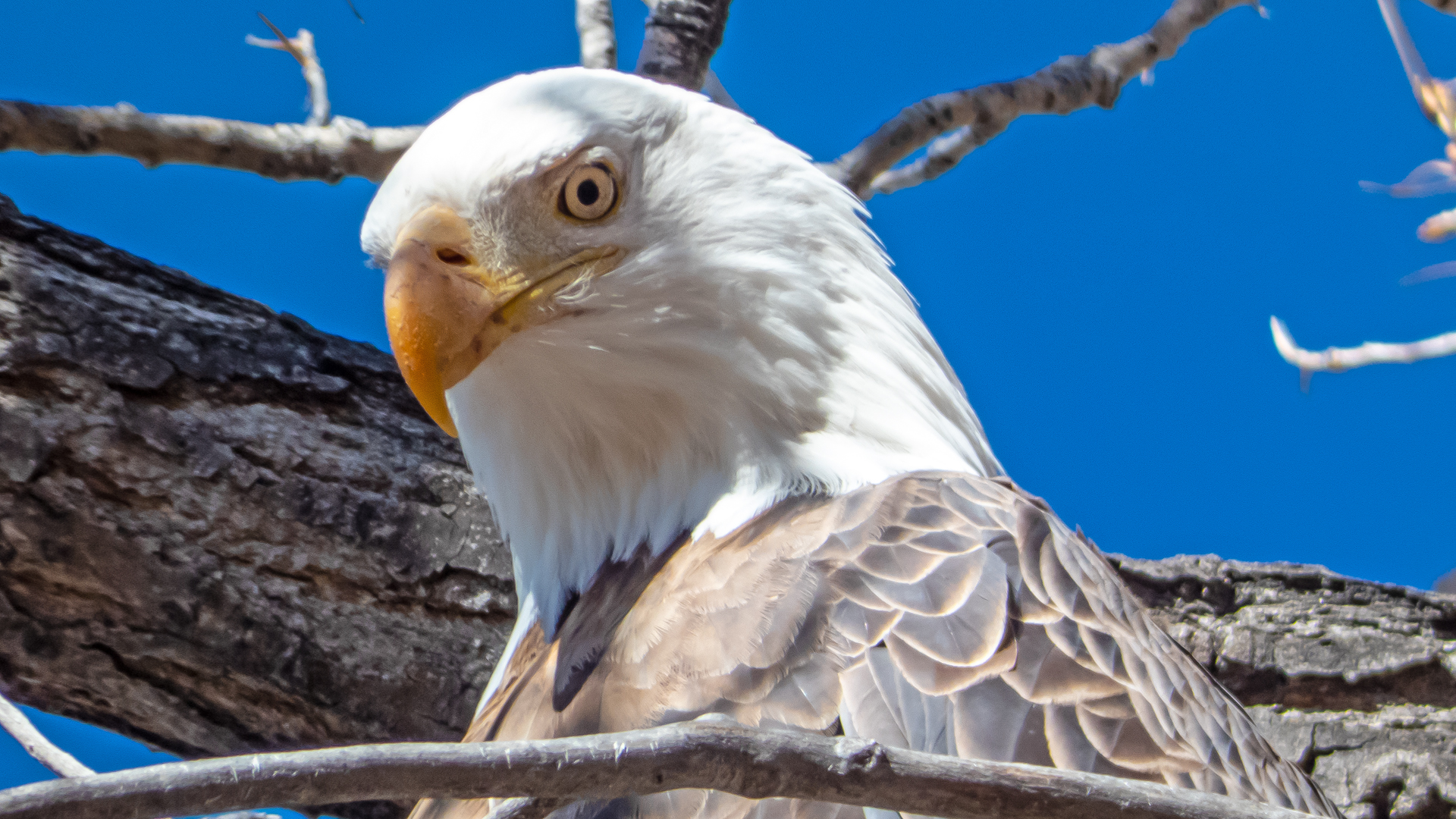 Adult, Rio Grande Bosque, Albuquerque, January 2023