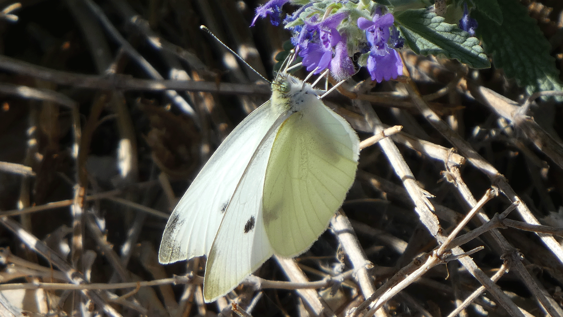 On Russian sage, Albuquerque, May 2020