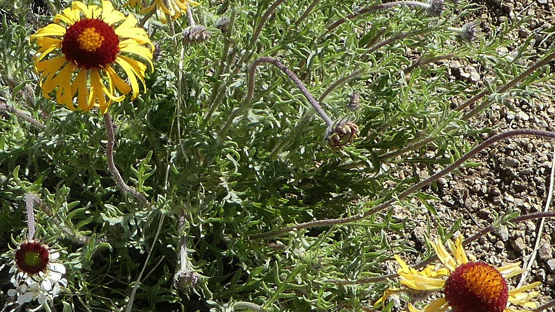 Sandia Mountains foothills, April 2019