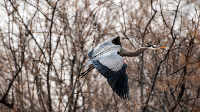 Great blue heron at Isleta Lakes, February 2024
