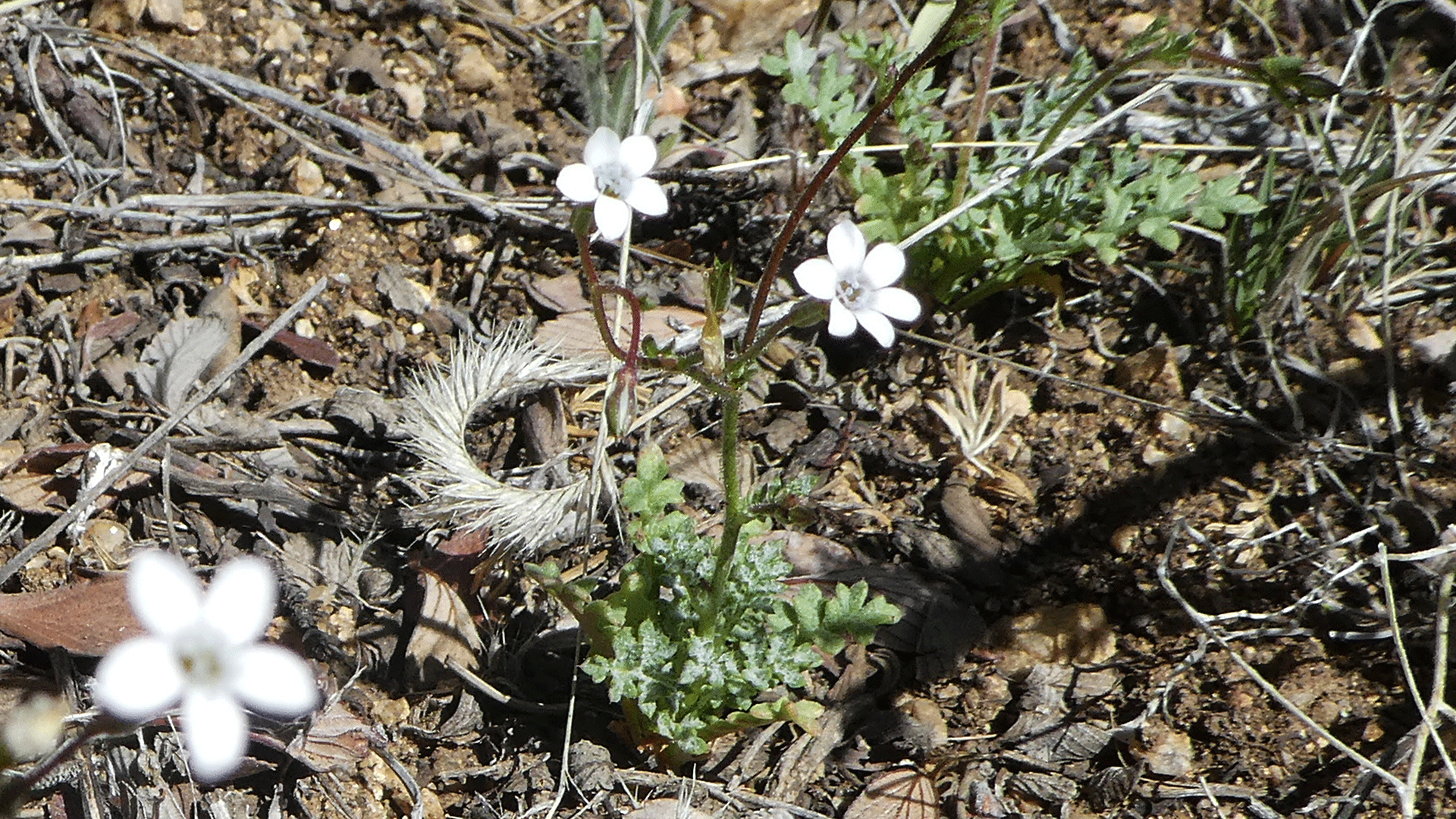 Sandia Mountains west foothills, April 2020