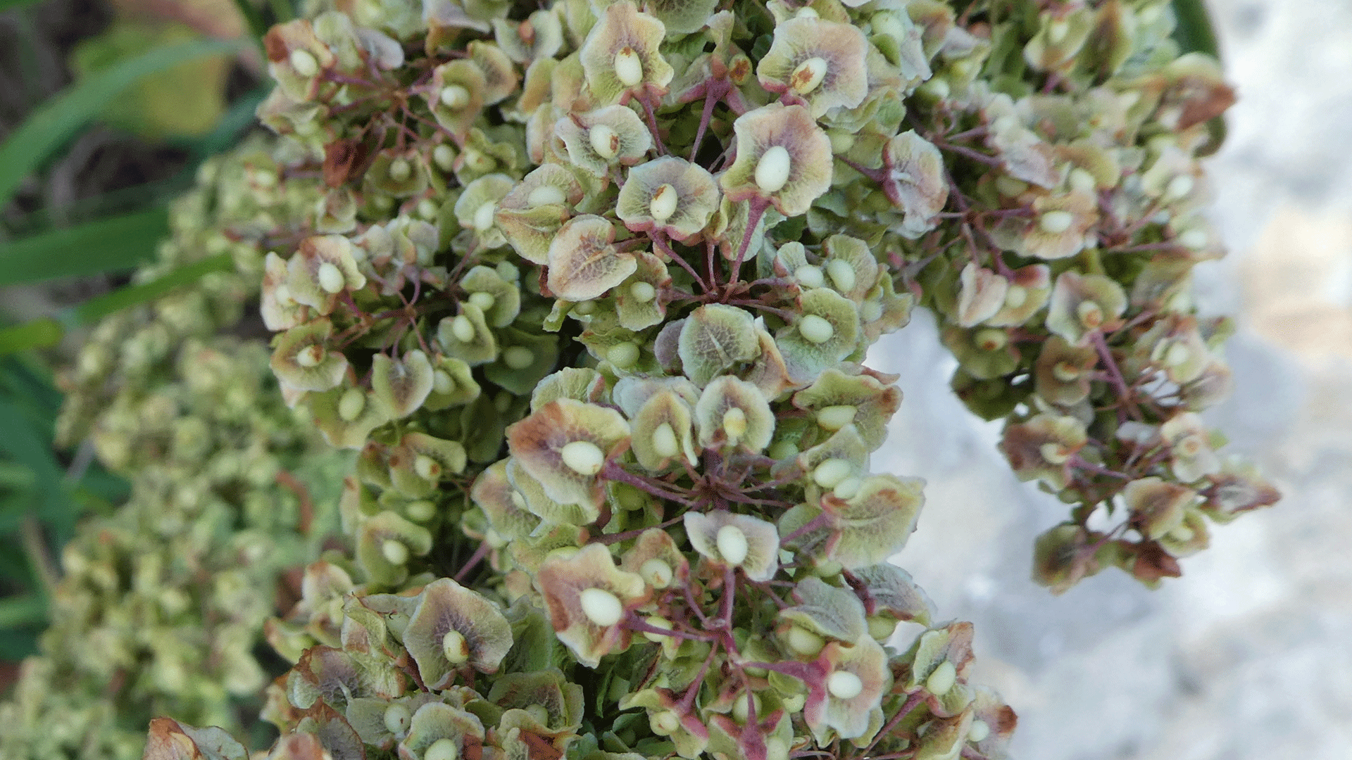 New seeds, Sandia Mountains, August 2019