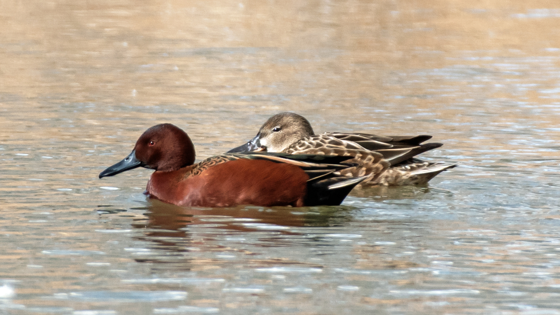Breeding pair, Rio Grande Bosque, Albuquerque, February 2024