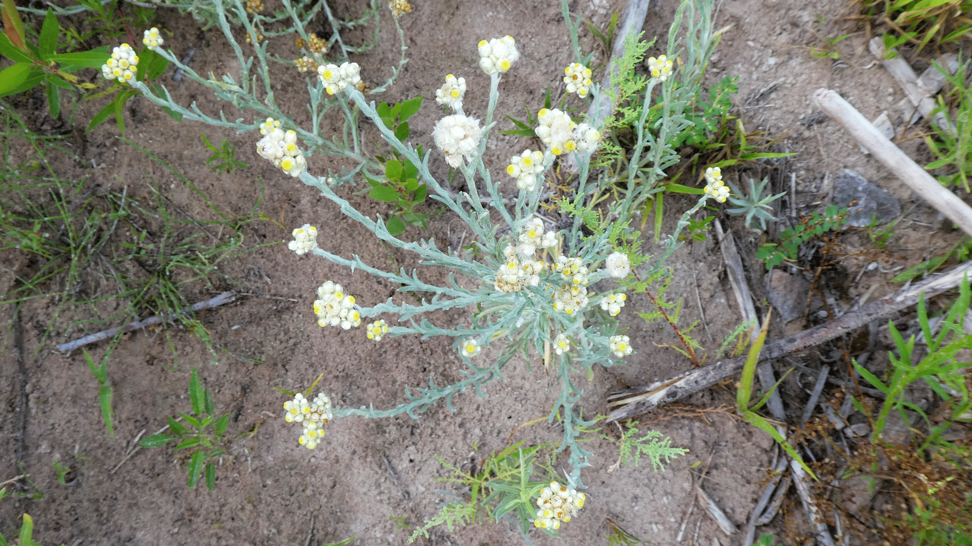 Rio Grande Bosque, Albuquerque, July 2020