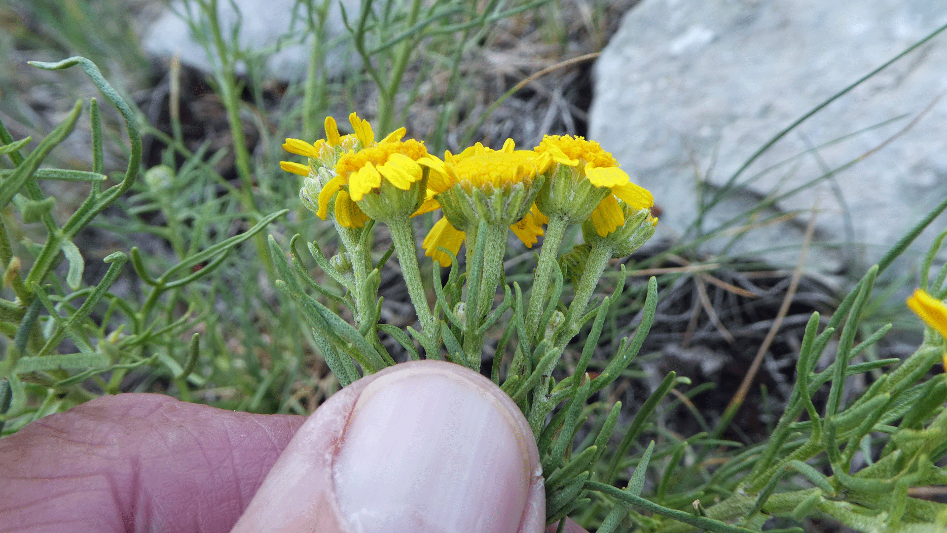 Upper Sandia Mountains, July 2019