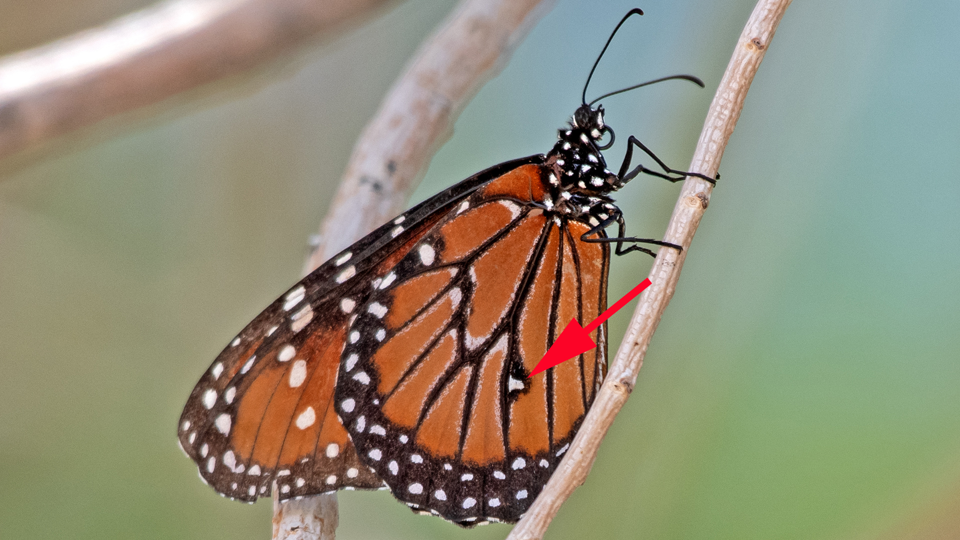 Location of scent patch on male, Albuquerque, July 2025