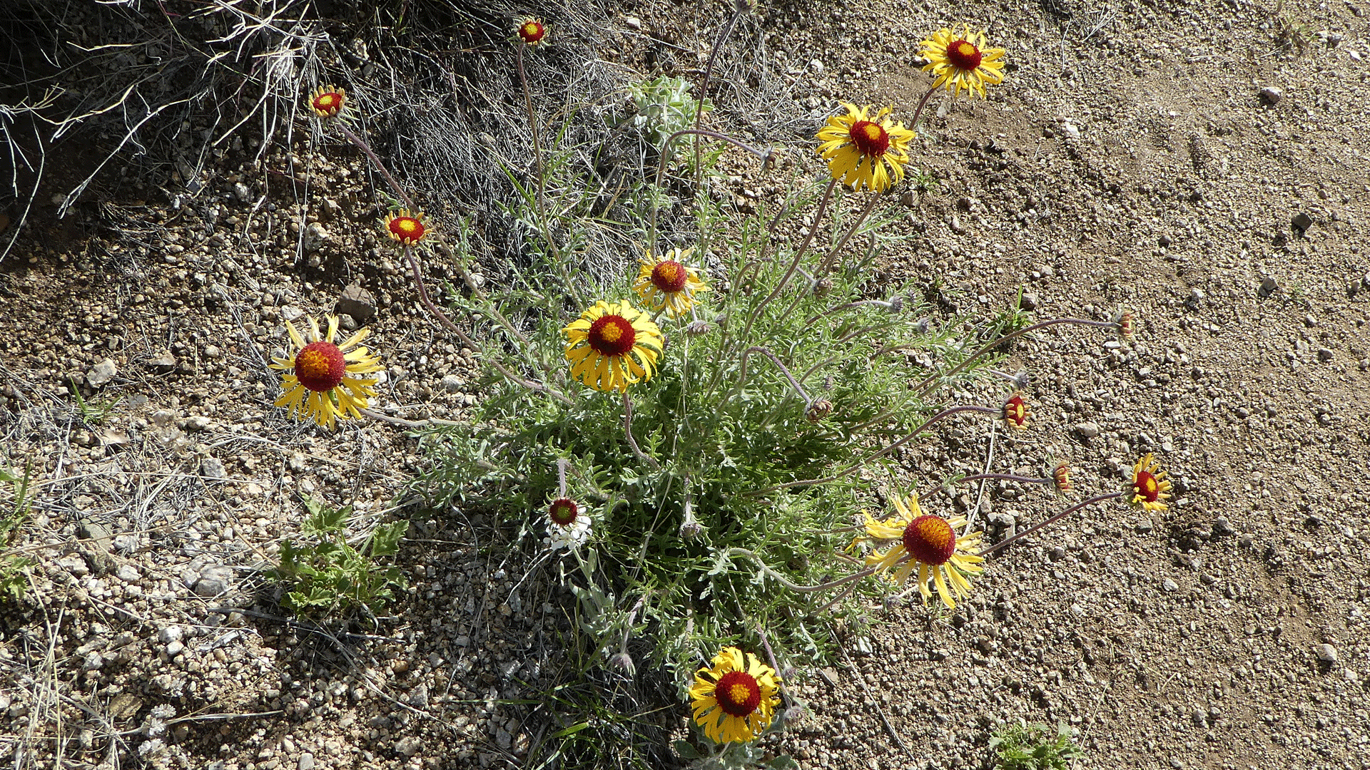 Sandia Mountains foothills, April 2019