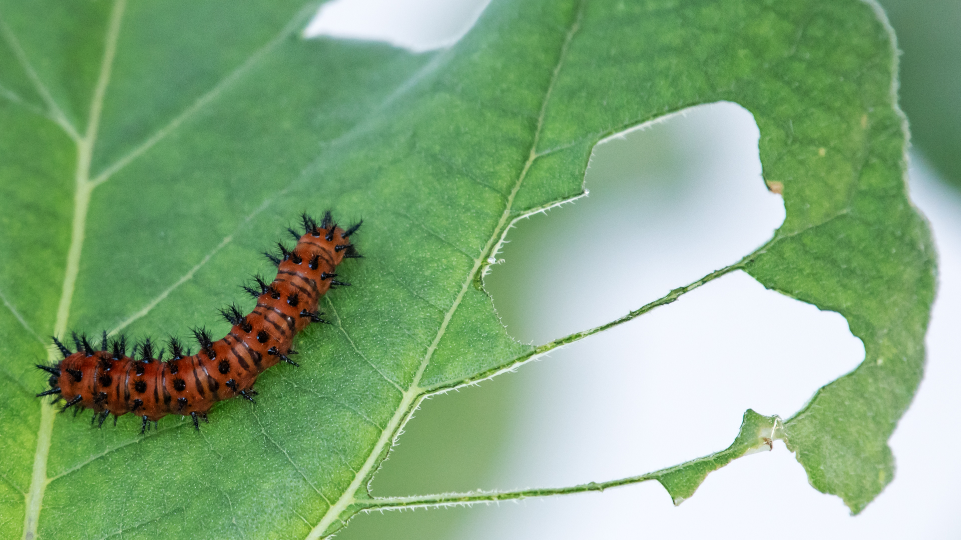 Caterpillar on sunflower leaf, Valle de Oro NWR, August 2024