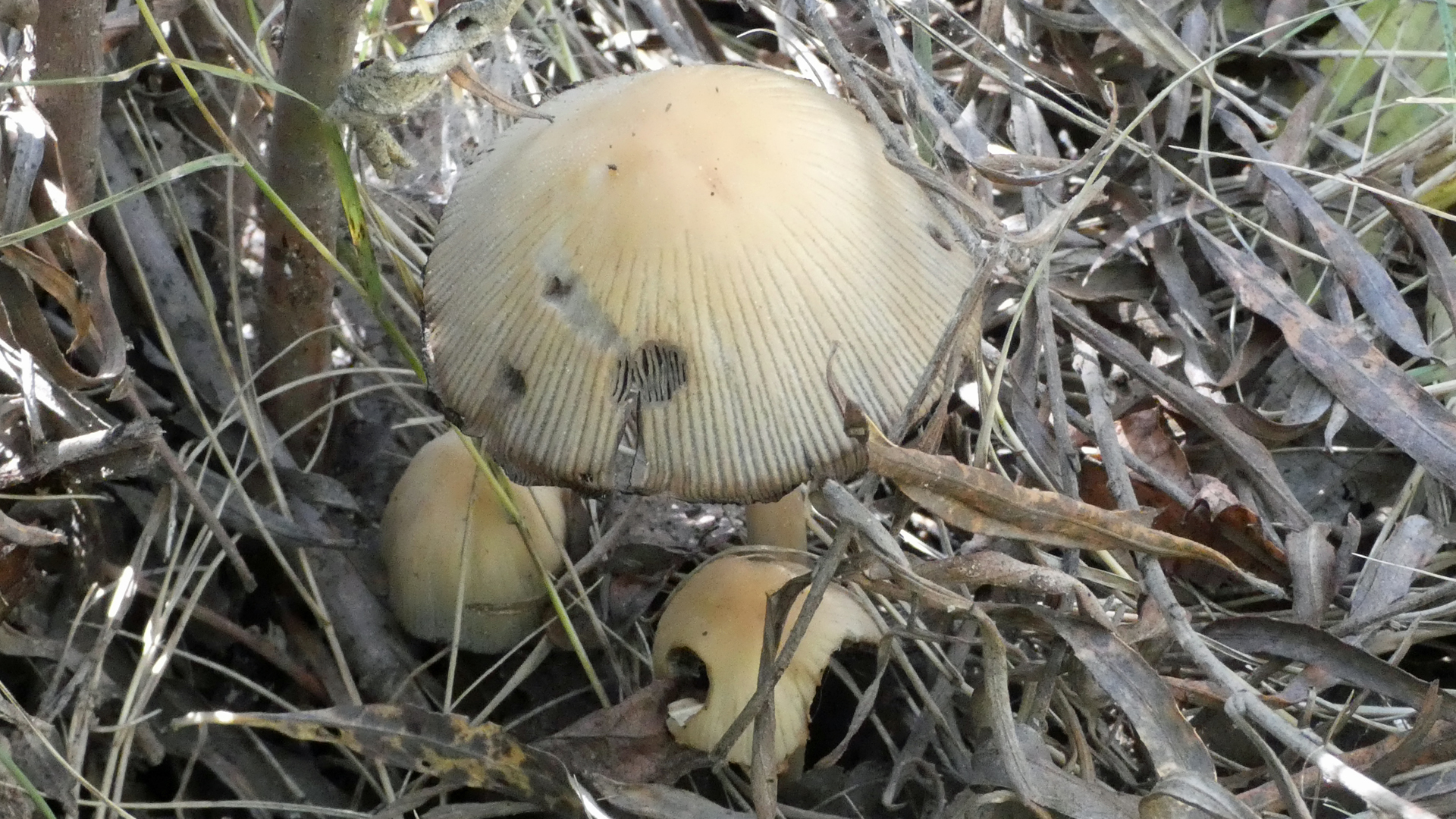 Rio Grande Bosque, Albuquerque, October 2022