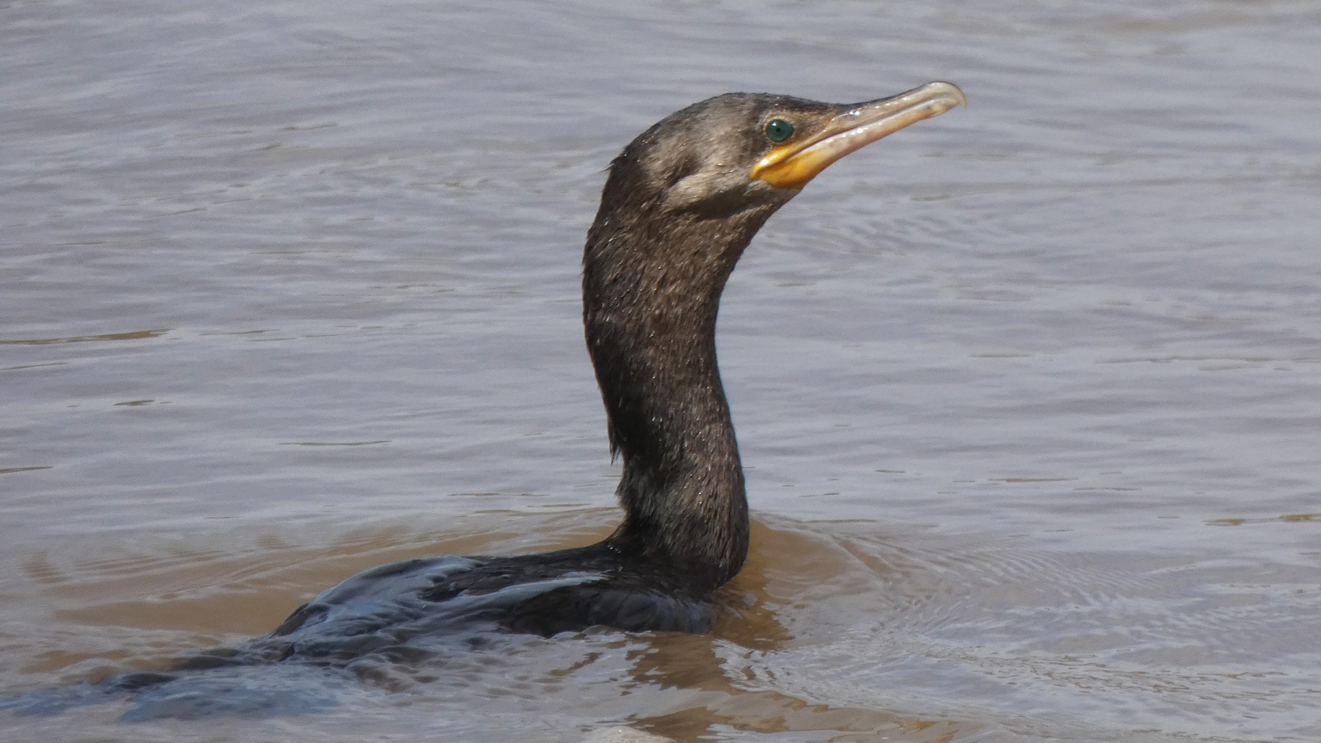 Adult, Rio Grande, Albuquerque, April 2021