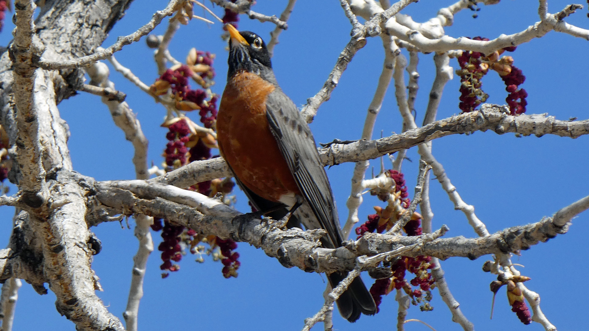 Male, Albuquerque, April 2020