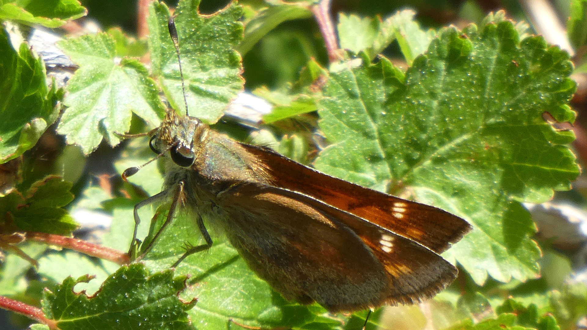 Female, upper Sandia Mountains, July 2020