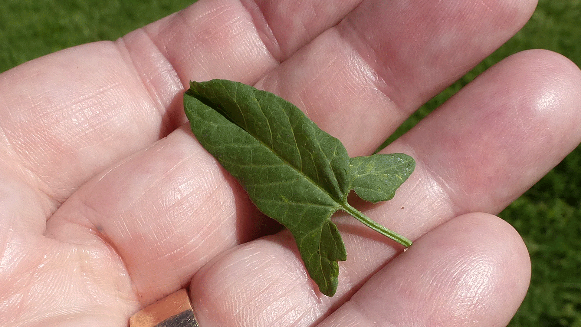 Leaf, Albuquerque, April 2020