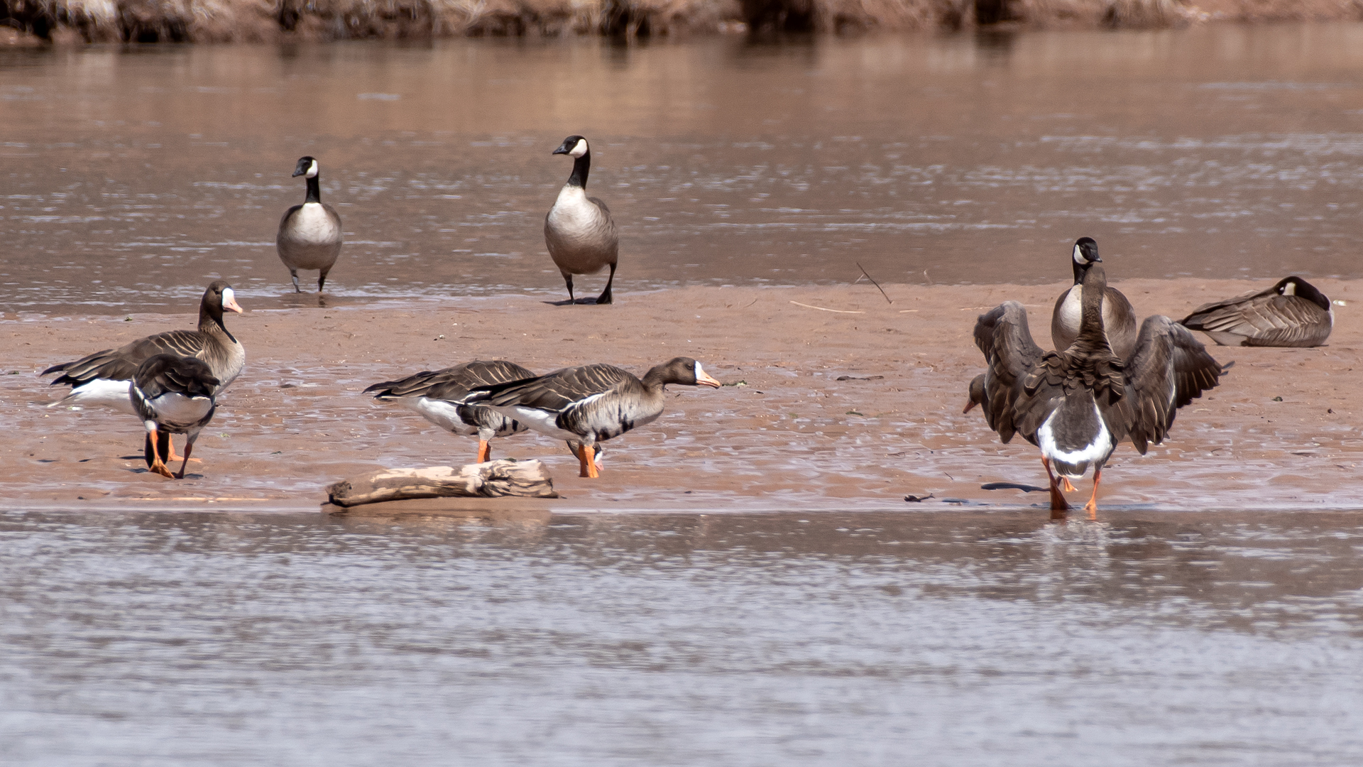With Canada geese, Rio Grande, Albuquerque, March 2023