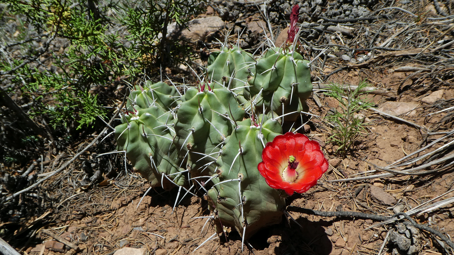 Eastern foothills of the Sandia Mountains, June 2019