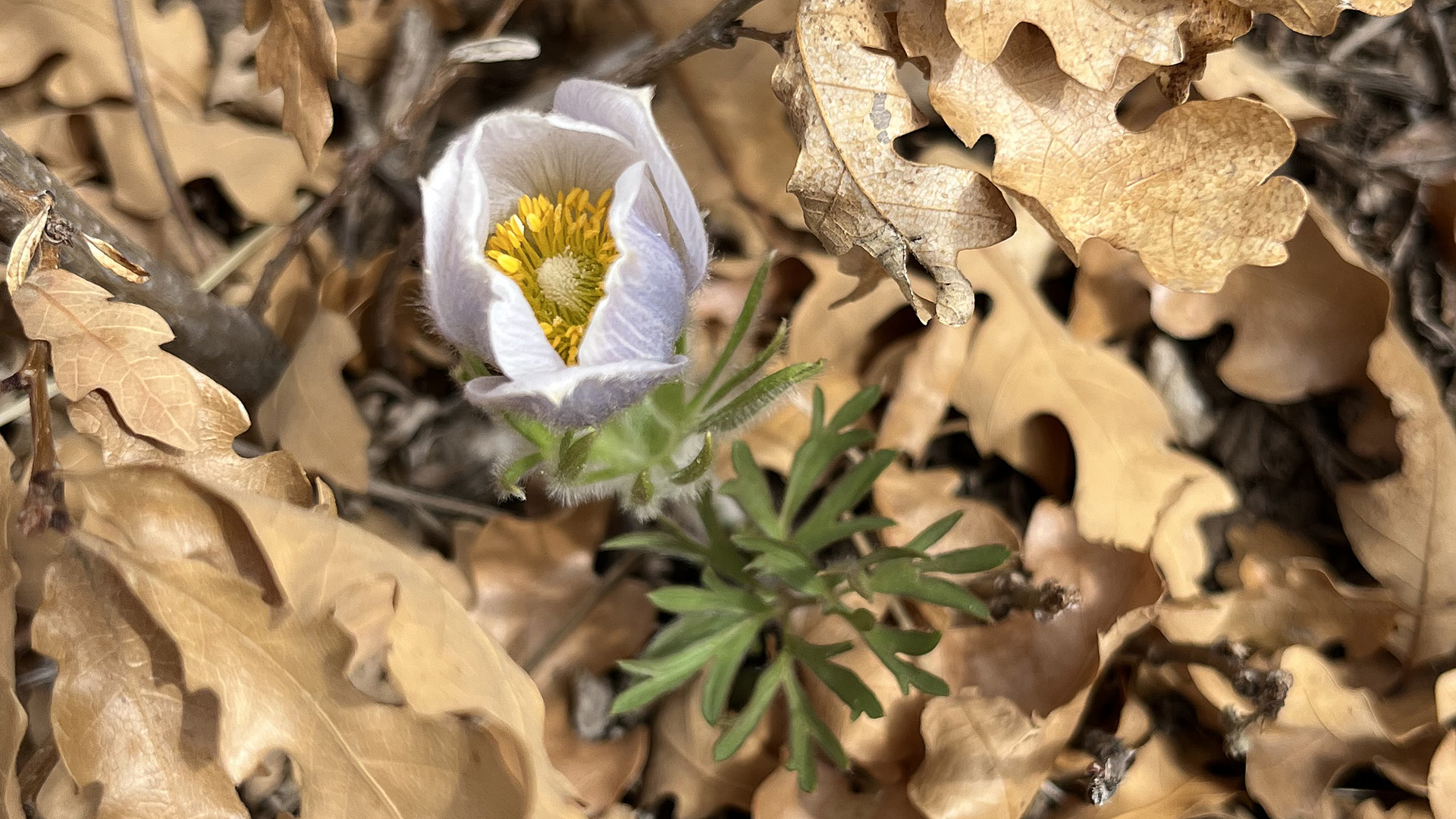Sandia Mountains, April 2025