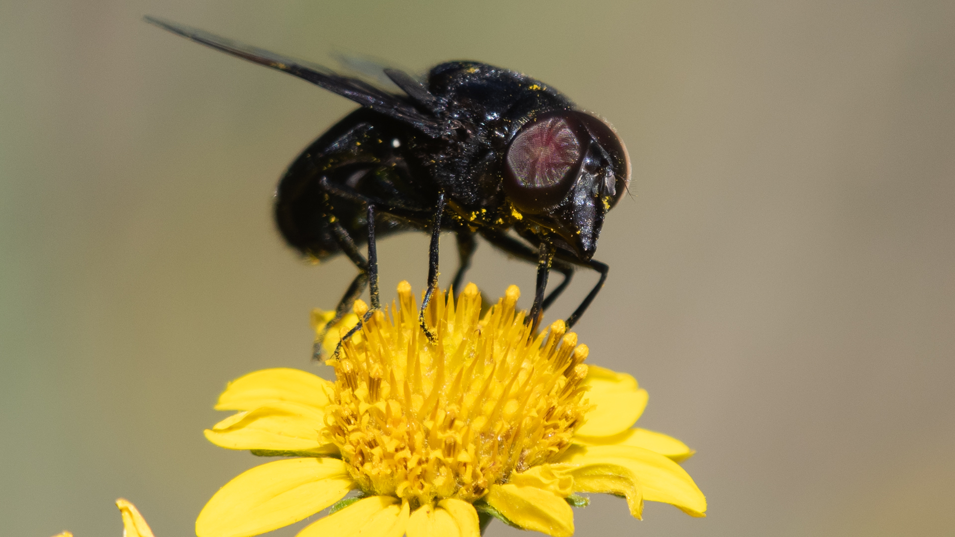 Sandia Mountains, August 2025